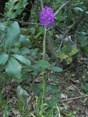Anacamptis pyramidalis