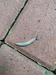 Krynickillus melanocephalus