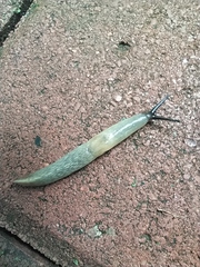 Krynickillus melanocephalus