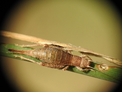 Arachnocephalus vestitus