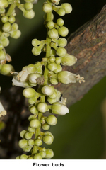Lepisanthes tetraphylla