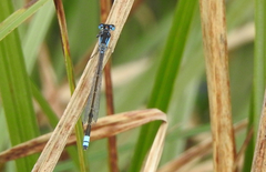 Ischnura heterosticta