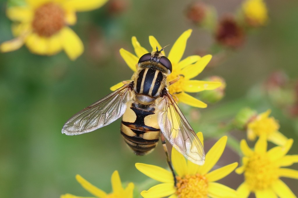 Woolly-tailed Marsh Fly