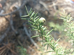 Asparagus aphyllus
