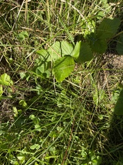 Fragaria