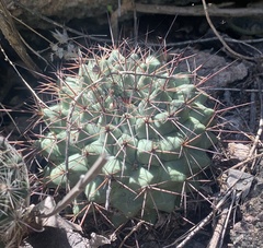 Mammillaria sonorensis