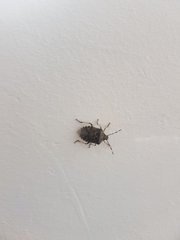 Rhaphigaster nebulosa