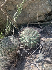 Mammillaria sonorensis