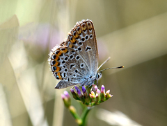 Plebejus