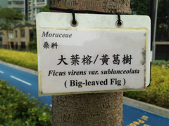 Ficus virens sublanceolata