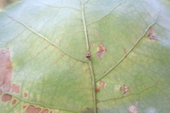 Neuroterus anthracinus