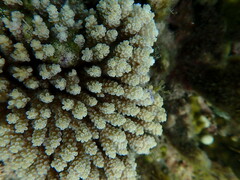 Acropora