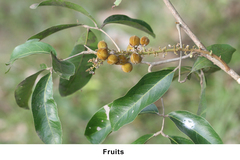 Lepisanthes tetraphylla