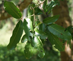 Lepisanthes tetraphylla
