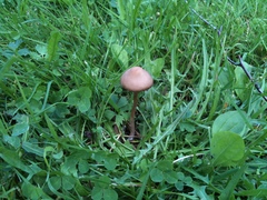 Panaeolus foenisecii