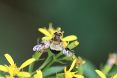 Leucozona lucorum