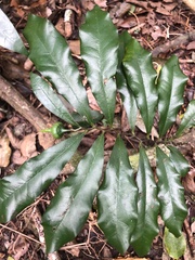 Eupomatia bennettii