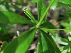 Galium odoratum