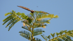 Leucaena leucocephala