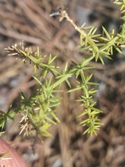 Asparagus aphyllus