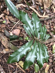 Eupomatia bennettii