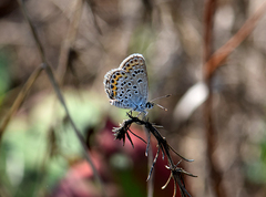 Plebejus