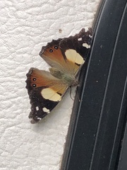 Vanessa itea