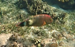 Cheilinus trilobatus