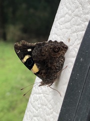 Vanessa itea