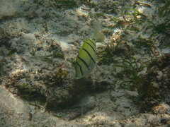 Acanthurus triostegus
