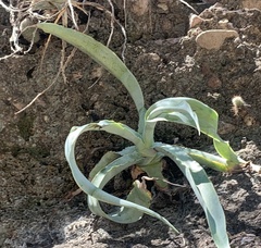 Agave vilmoriniana