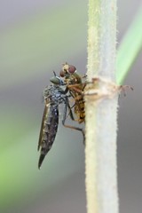 Neomochtherus geniculatus