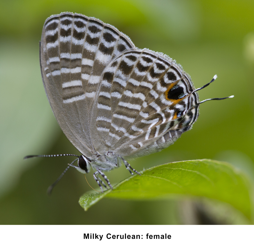 milky cerulean