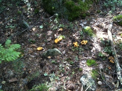 Cantharellus cibarius