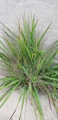 Eragrostis spectabilis