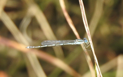 Austrolestes leda