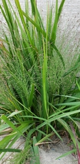 Eragrostis spectabilis