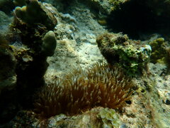 Entacmaea quadricolor