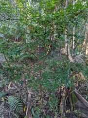 Plinia cauliflora