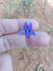 Wahlenbergia gracilis