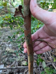 Plinia cauliflora
