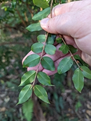 Plinia cauliflora