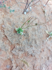 Wahlenbergia gracilis