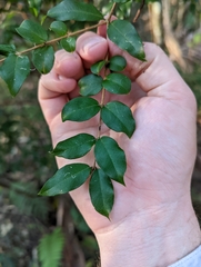 Plinia cauliflora