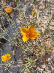 Eschscholzia californica
