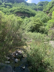 Baccharis salicifolia