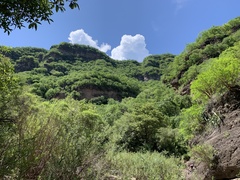 Baccharis salicifolia