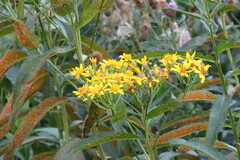 Senecio sarracenicus