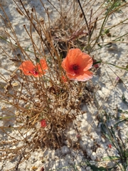 Papaver rhoeas