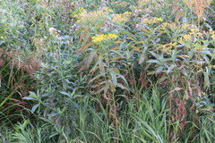 Senecio sarracenicus